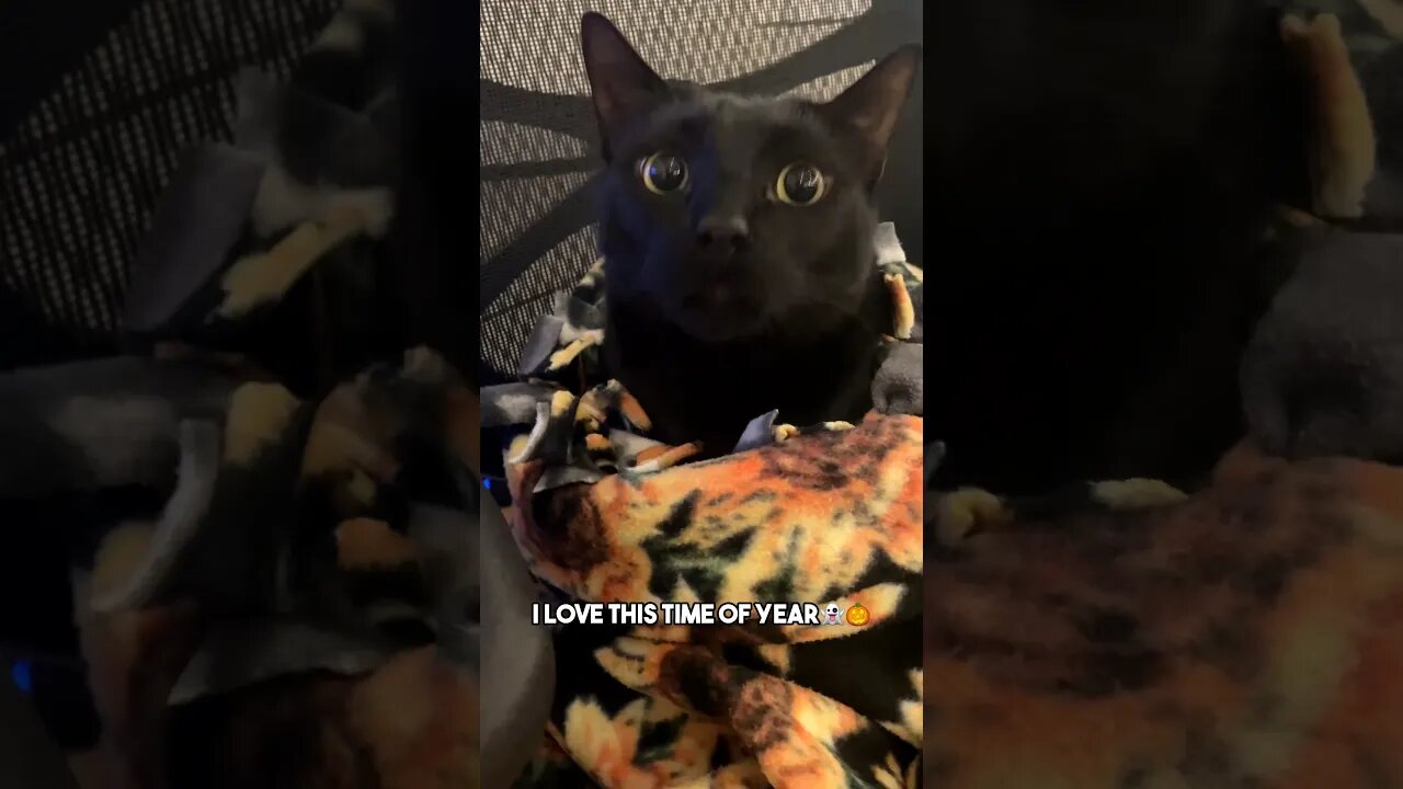 Spooky seasom, best season👻 #cat #blackcat #fall #halloween #leonthecatdad #catlover #joke #funny