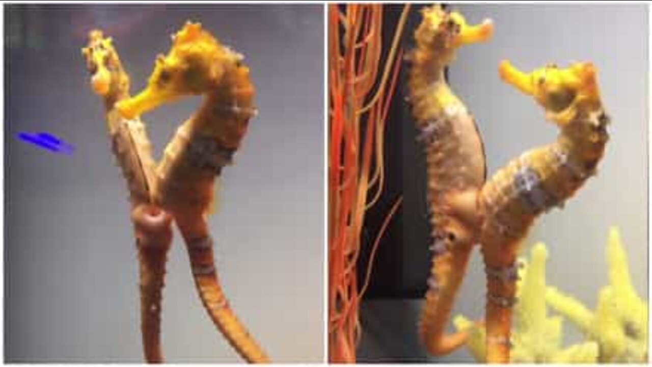 The unconditional love between seahorses