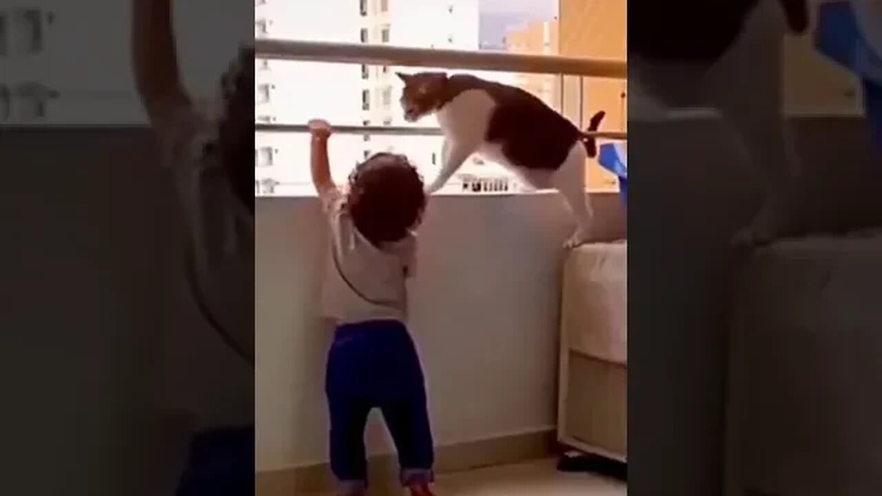 Kitty Babysitter