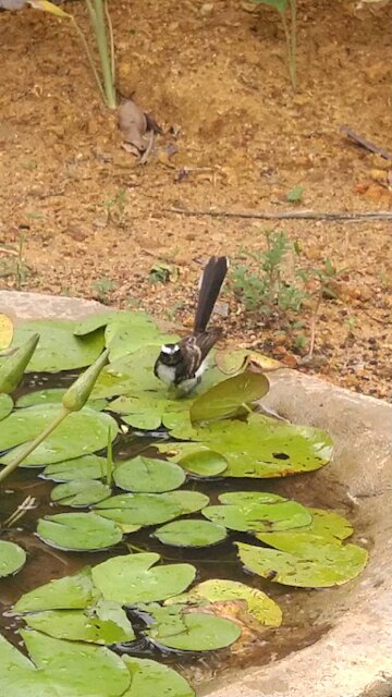 A Tiny Bird Bathing & Dancing
