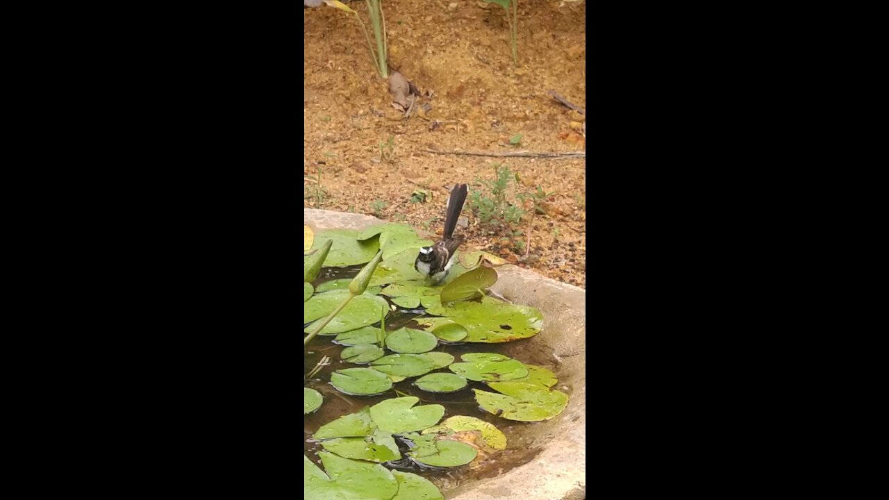 A Tiny Bird Bathing & Dancing