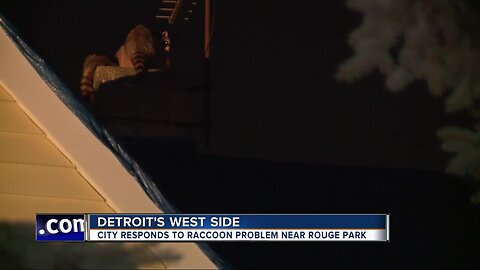 Who's responsible for controlling raccoons in the city of Detroit