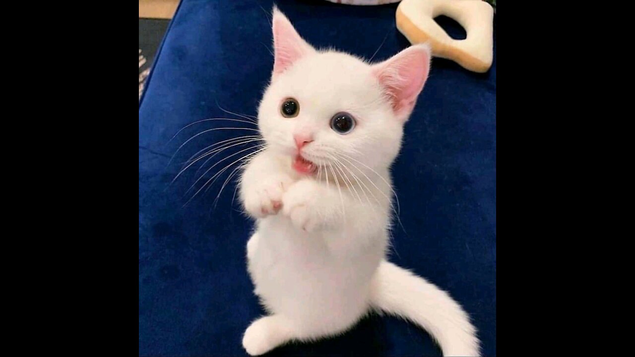 hot Funny Cats and Kittens Meowing Compilation