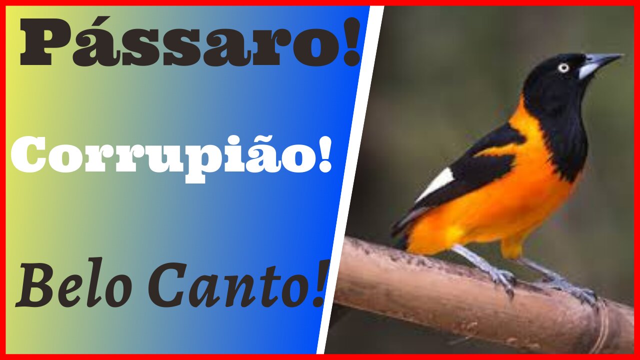 Canto Espetacular!!! Pássaro Corrupião