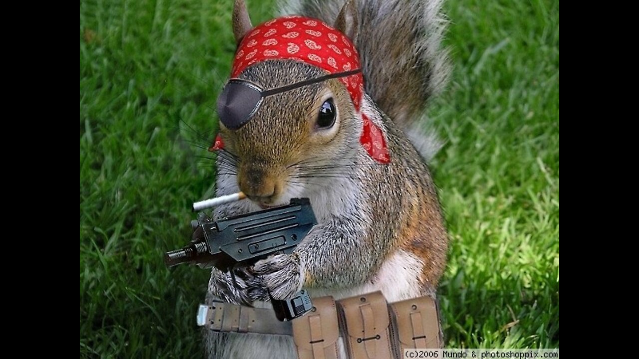 GANGSTA SQUIRREL ATTACKS - PART 1