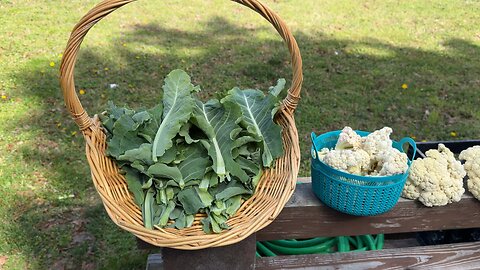 Harvesting Cauliflower