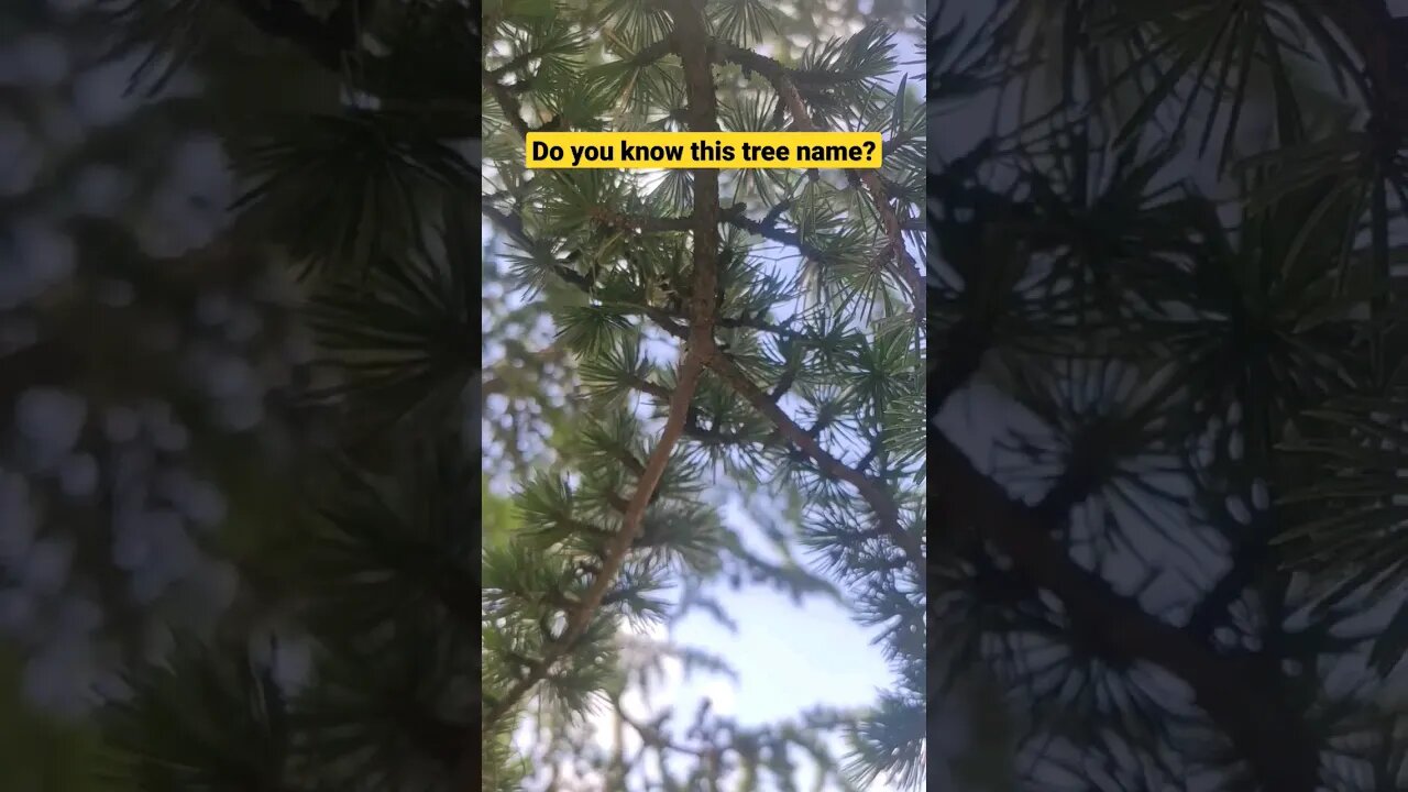Do you know this tree name? #shorts #youtubeshort #shortvideo