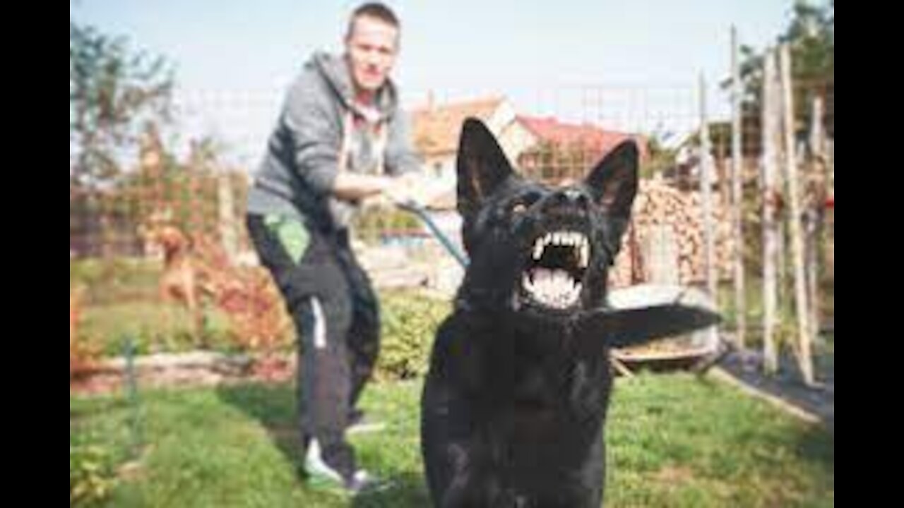 REACTIVE DOG TUTORIAL (DON'T MAKE THIS MISTAKE!)