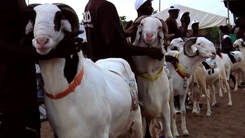 Sheep Beauty Pageant