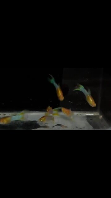Japanese blue albino ornamental fish