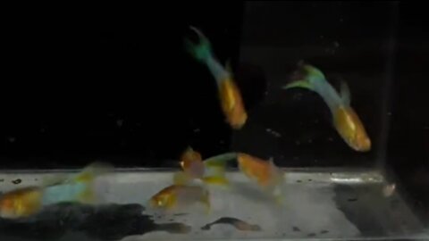 Japanese blue albino ornamental fish