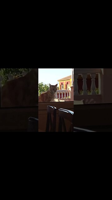 Gatito asomándose en la ventana del comedor 😁