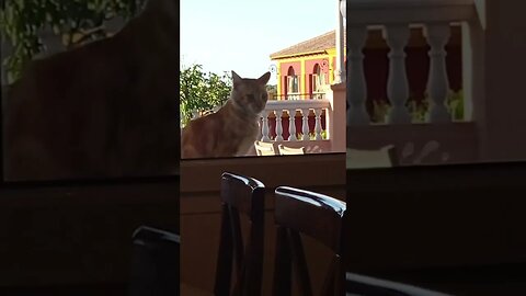 Gatito asomándose en la ventana del comedor 😁