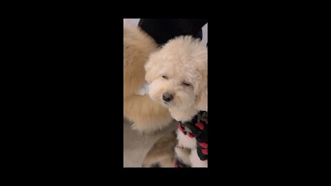 too sleepy poodle