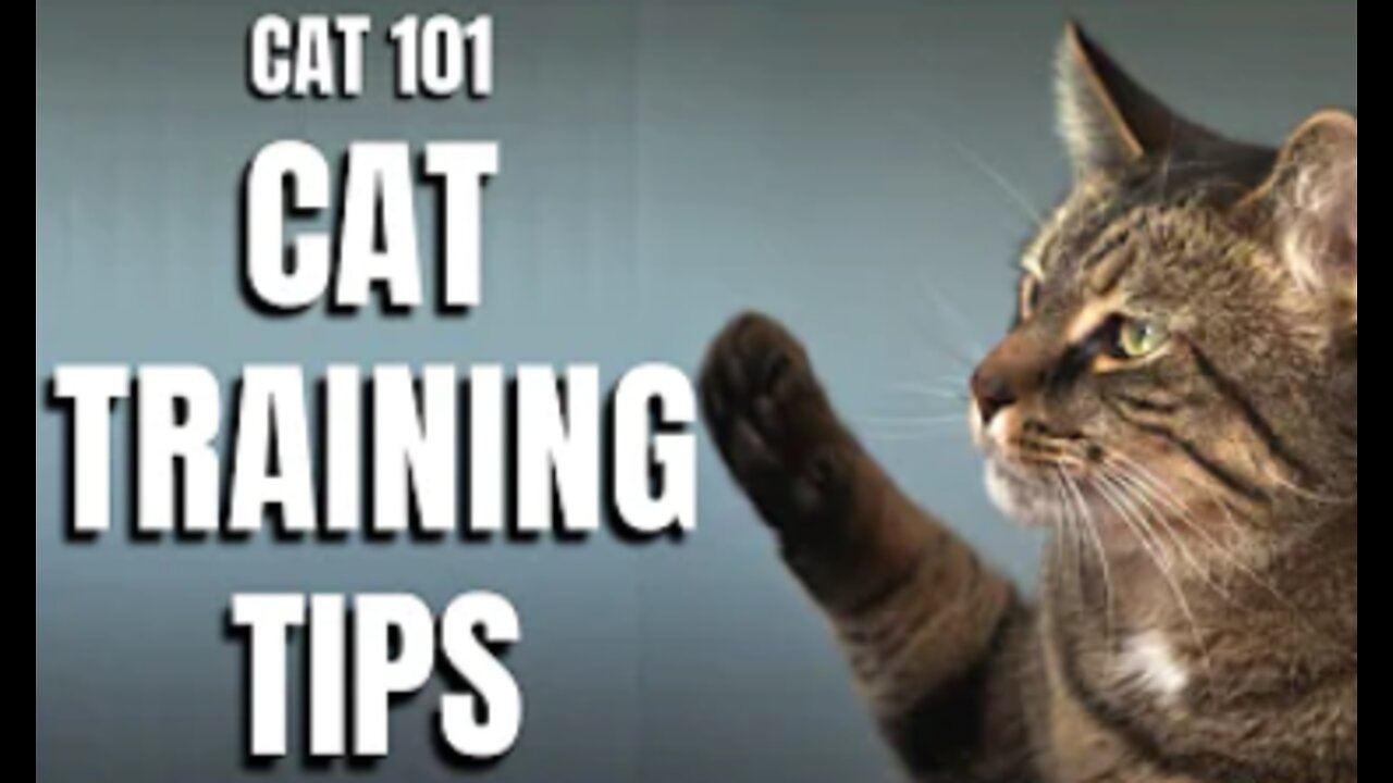 Basic Cat Training Tips