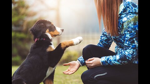 3 Easy Things to Teach your NEW PUPPY!