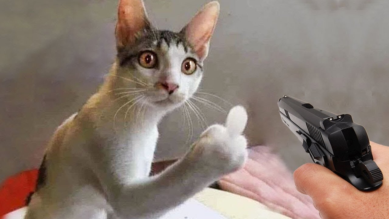 UNEXPECTED ACTION DONE BY CATS 😱😬
