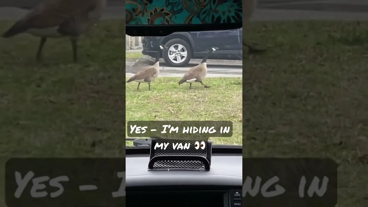 Hospital Geese!