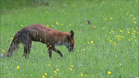 #foxes #foxcubs #cutenessoverload