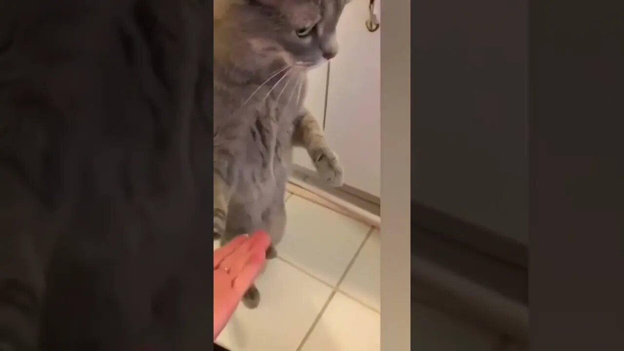 #shorts Смешные Коты Из Тик Тока 130 Funny Cats From Tiktok