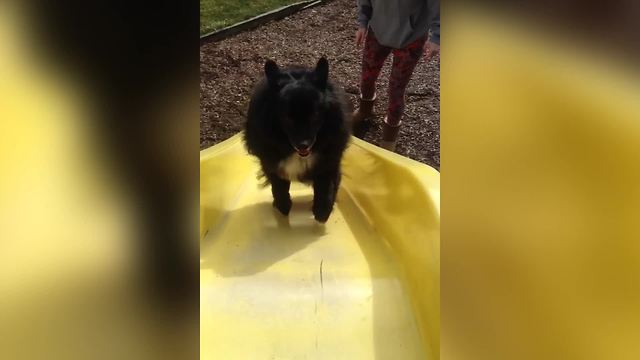 Dog Runs Up A Slide And Slides Back Down