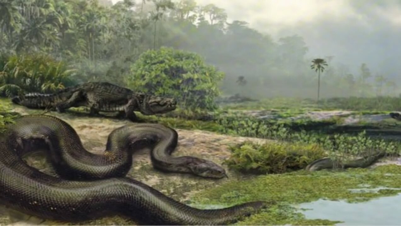 4,000 Pound Anaconda Found in the Amazon? Real or Fake!