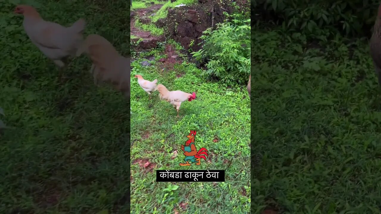 कोंबडा ढाकून ठेवा 🐓