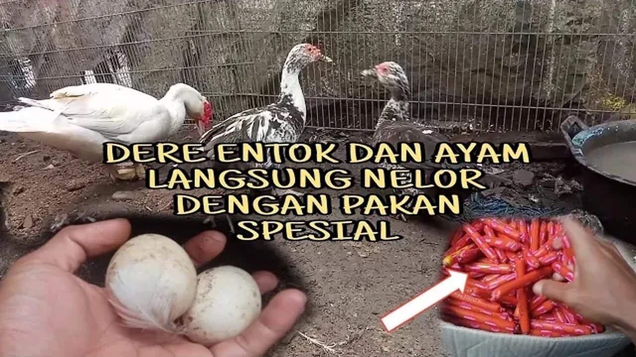 DERE ENTOK SUSAH BERTELUR || KASIH INI DI JAMIN LANGSUNG NELUR