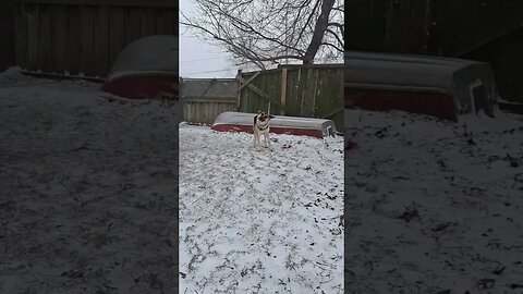 Merry Christmas! #shorts #shepsky #christmas #shepsky #cute