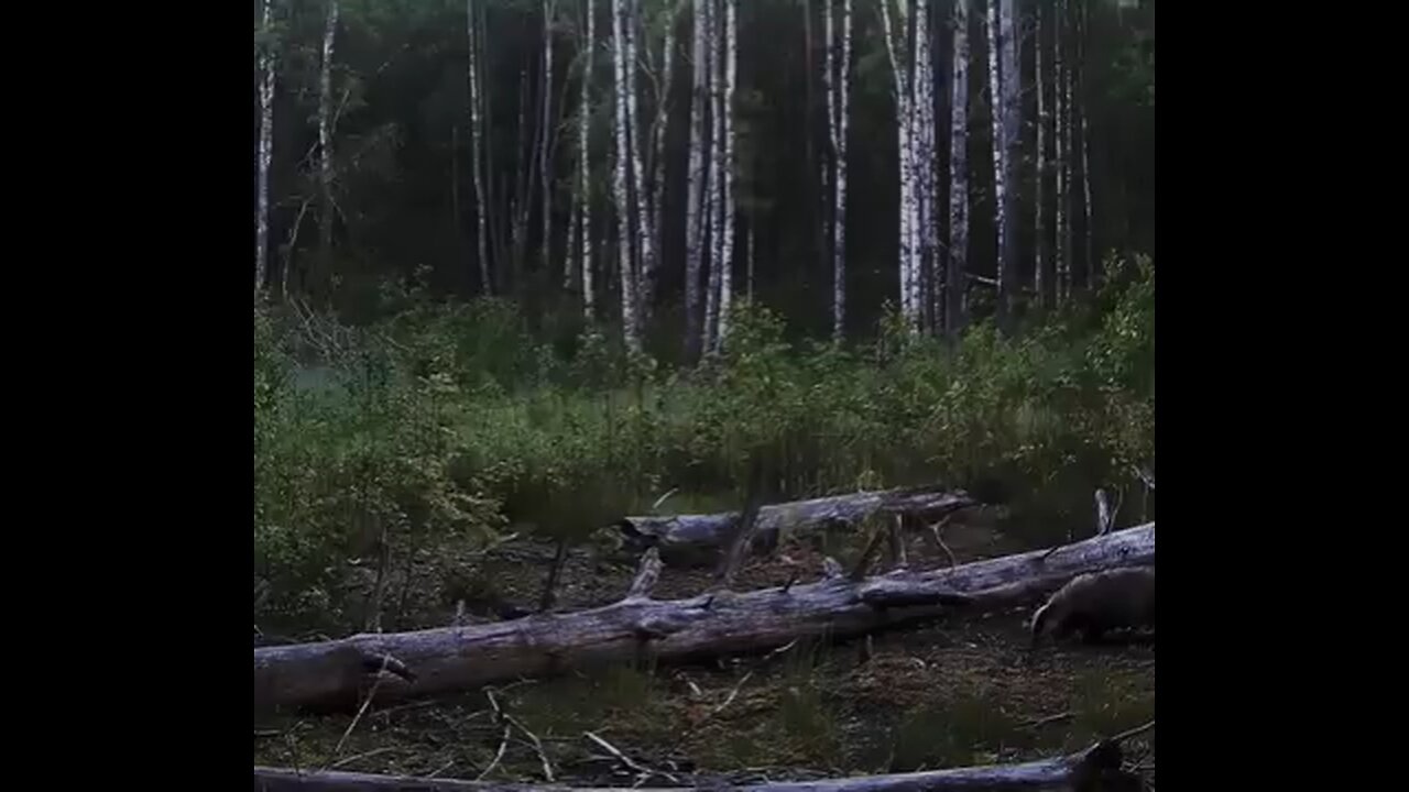 building a tiny house in the jungle