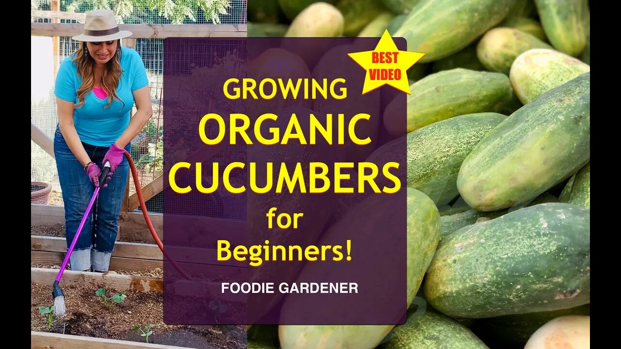 Growing ORGANIC Cucumbers for BEGINNERS 🌿 Grow Cucumbers in a Raised Garden Bed (Foodie Gardener)