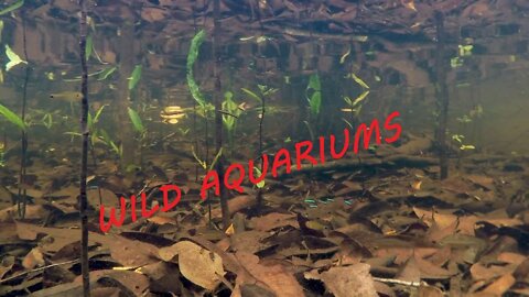 START A WILD TANK