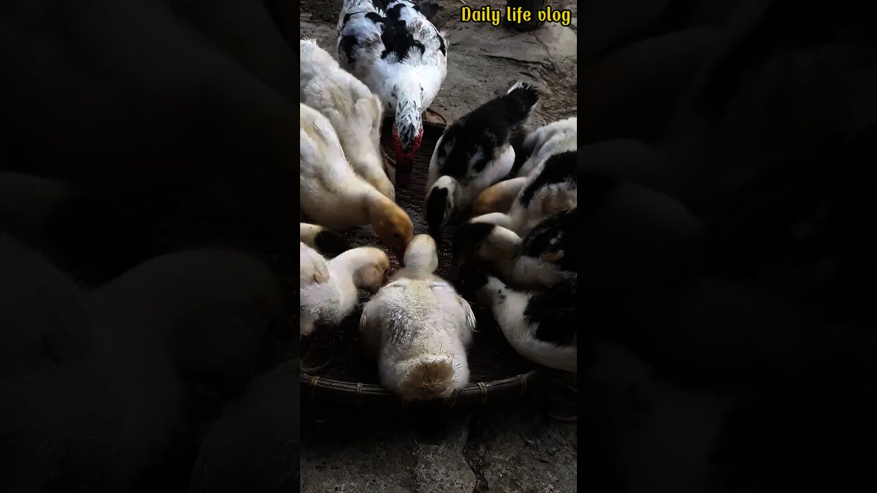 oh my god my ducks are so hungry