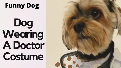 Funny Dog wearing a doctor costume