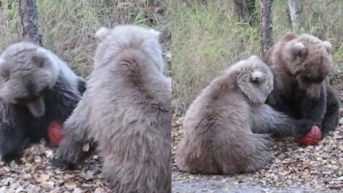 Bears playing basketball