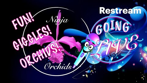 🎤Come on IN! NEW Orchid Species found in Tanzania 😱🤩 Seedling Set Up Then Now #ninjaorchids