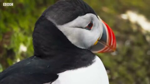 Puffin Hunts Fish To Feed Puffling