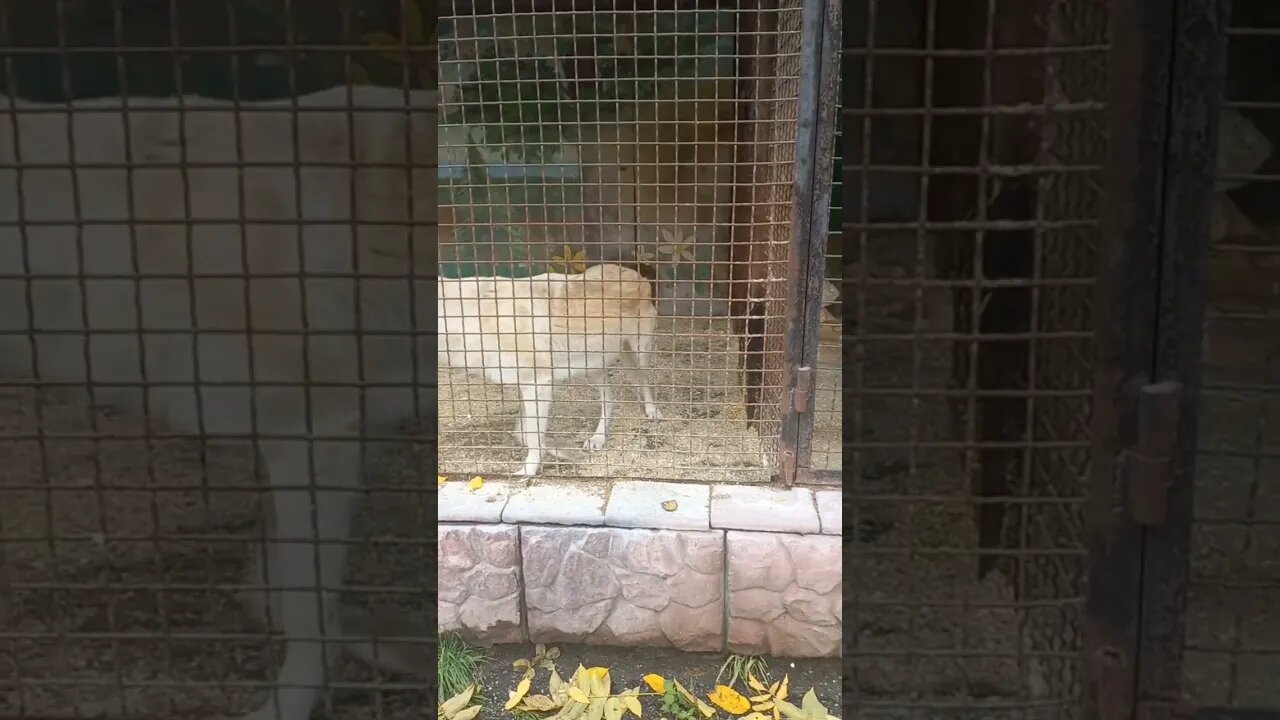 White wolves that can camouflage as husky 🐺