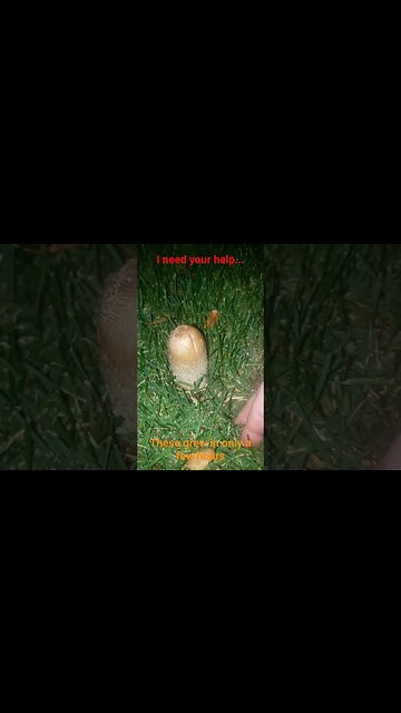 Name that mushroom...