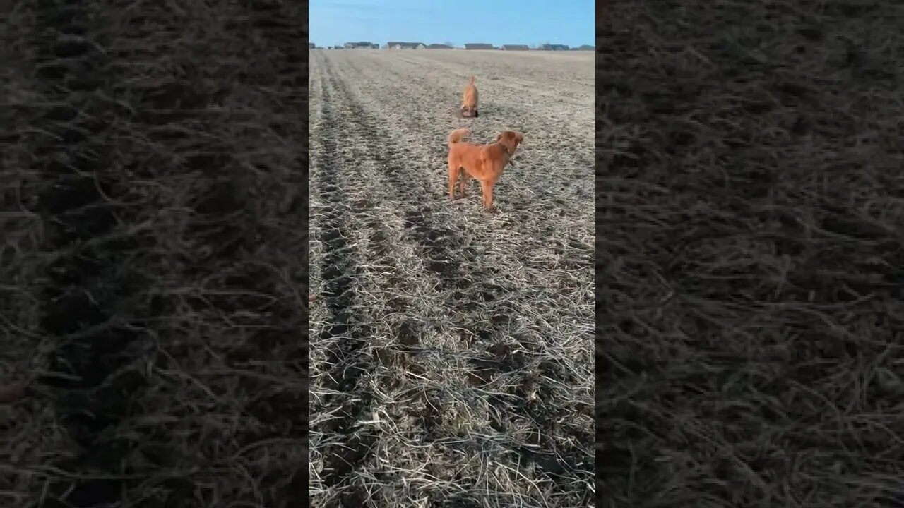 Golden Retriever Retrieving a LARGE Canadian Goose