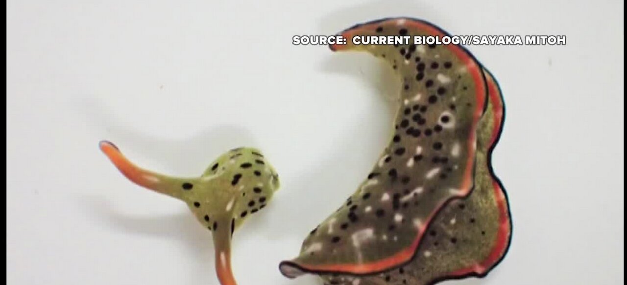 New slug species that cuts off heads to grow new bodies