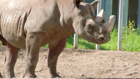 Poachers have driven the rhino to the brink of extinction.7