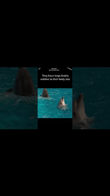 Dolphins are highly intelligent marine mammals #dolphin #shorts
