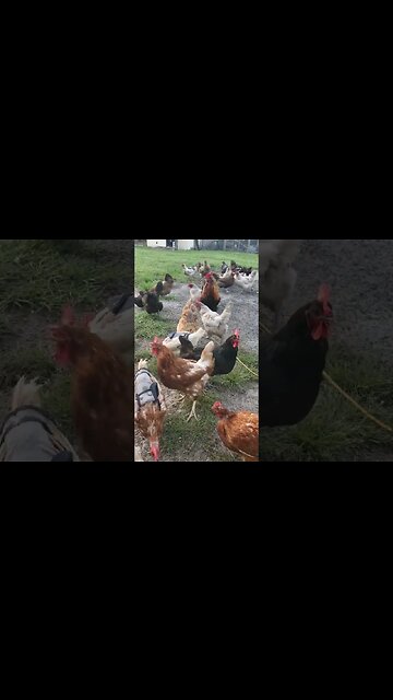 Happy Hens and Mostly Good Roosters #chickens #raisingchickens #chickenshorts