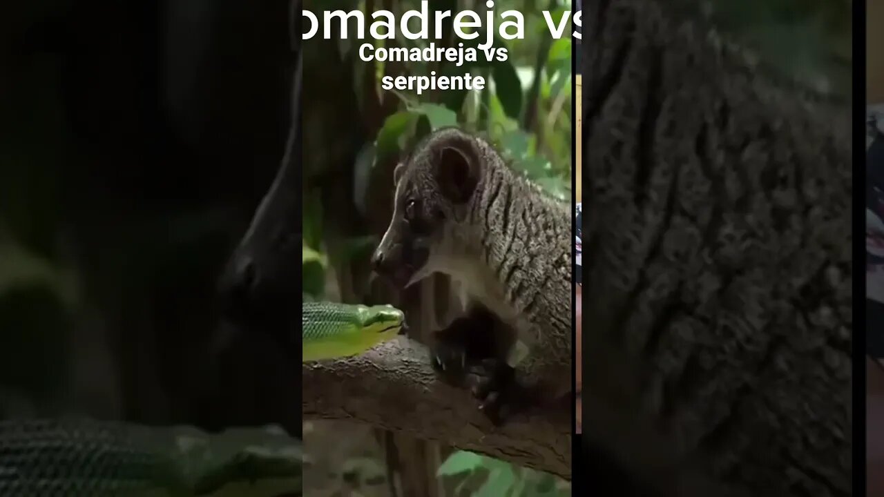 Comadreja vs serpiente 🐍 #viral