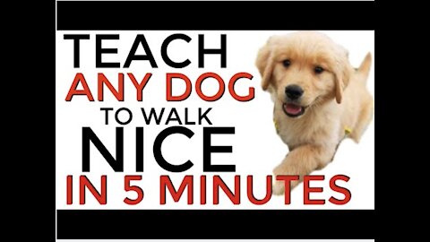 How to teach ANY dog to walk properly on the leash | INSTANT DOG TRAINING RESULTS!