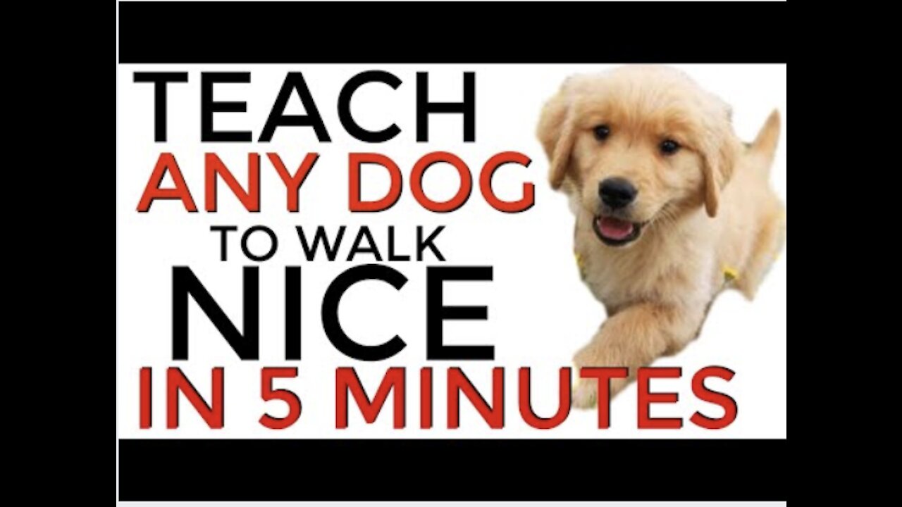 How to teach ANY dog to walk properly on the leash | INSTANT DOG TRAINING RESULTS!