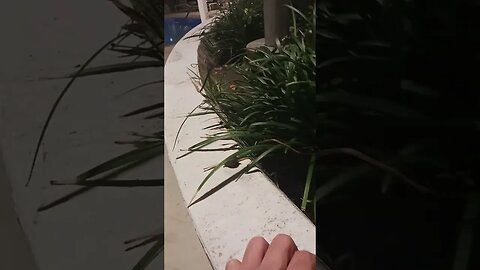 snail is straight