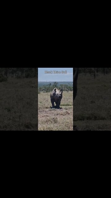 Ol Pejeta Wildlife Sightings Today 10/10/22 (Lions, Rhino, etc) | Zebra Plains | #shorts