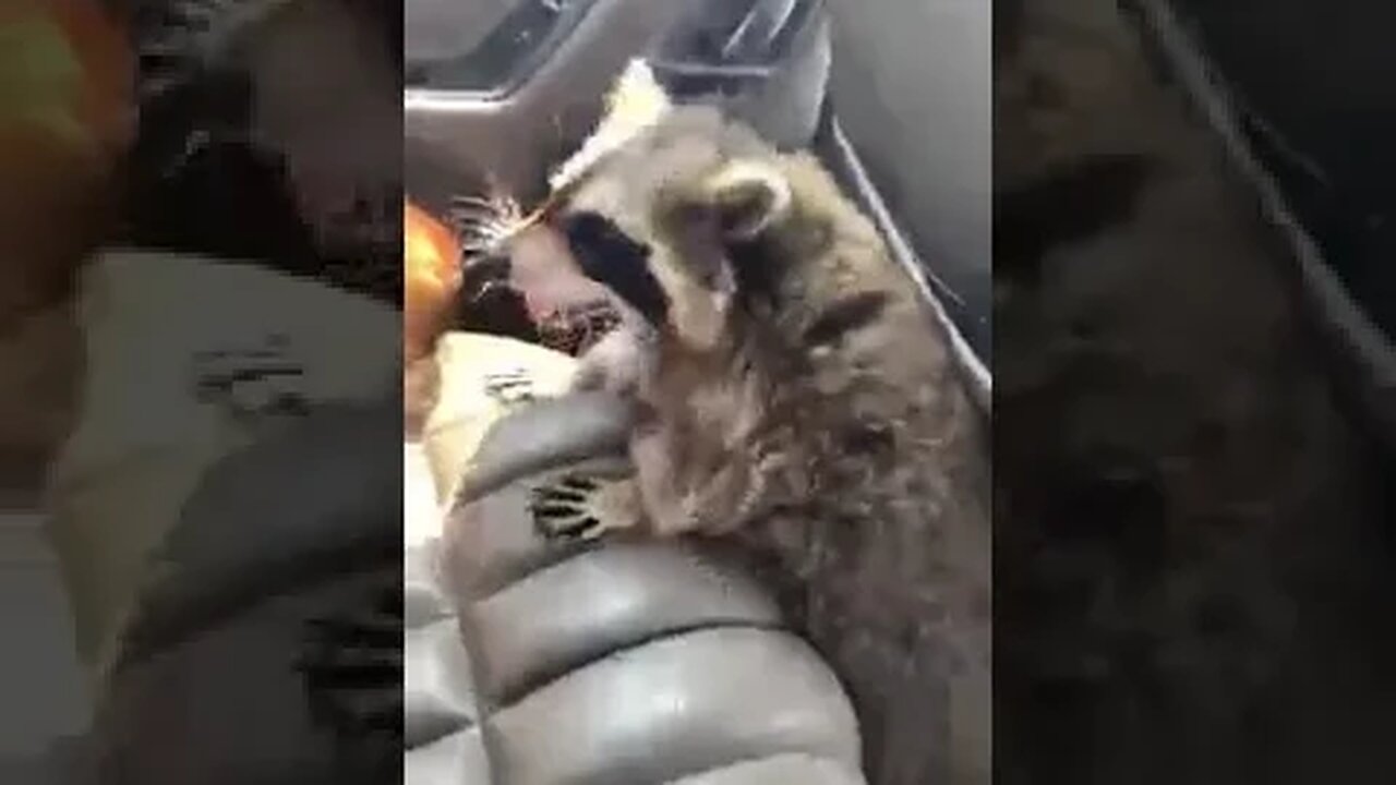 #raccoons #raccoon #viral #fyp #shorts #short #reels #reel #funny #nature #funnymoments #funnyracoon